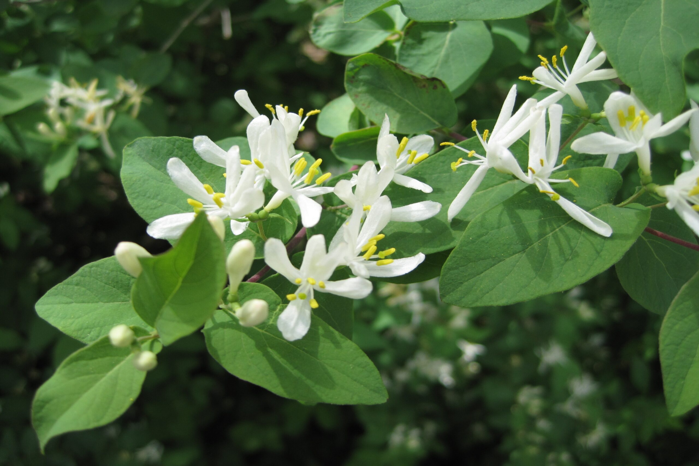 Bush Honeysuckle - Olmsted Parks Conservancy Bush Honeysuckle - Olmsted Parks Conservancy