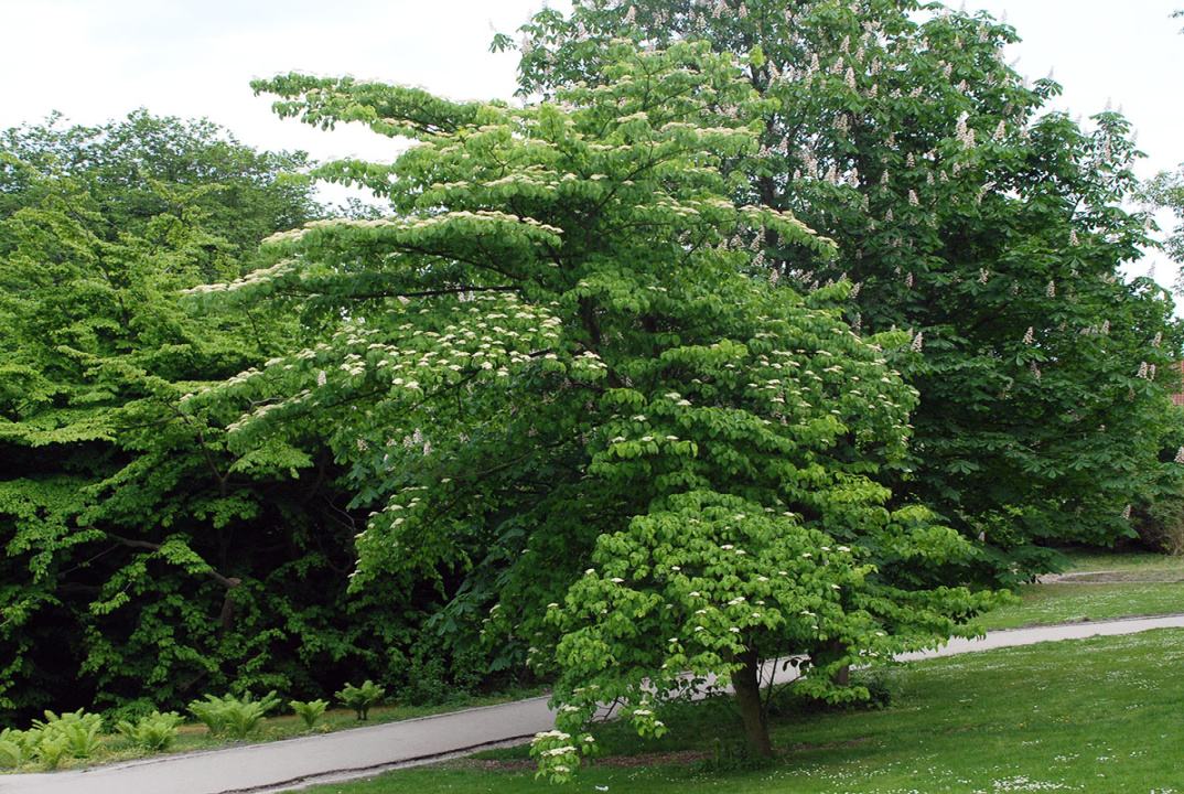 Cornus controversa Landscape Plants Oregon State University Cornus controversa Landscape Plants Oregon State University