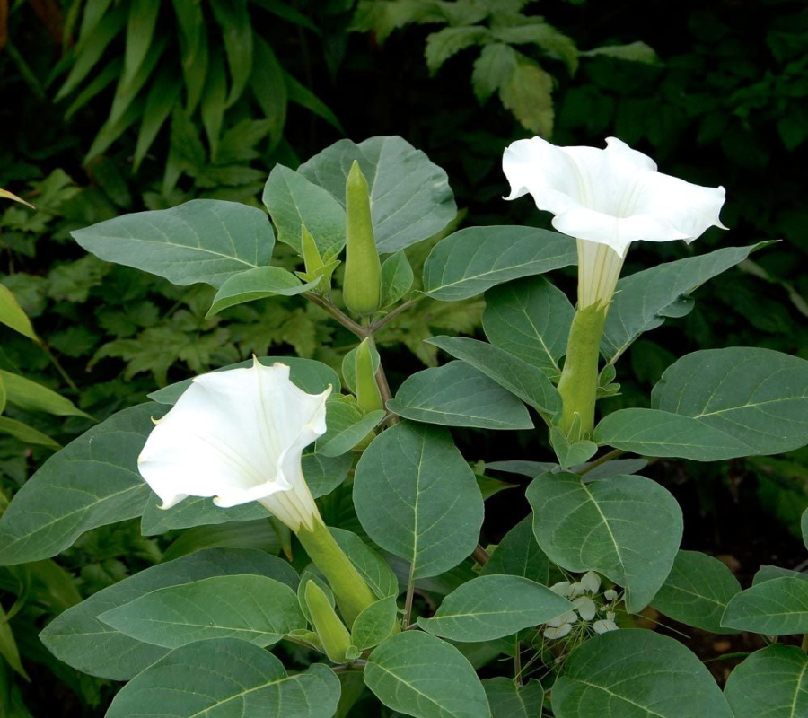 Datura metel Datura metel