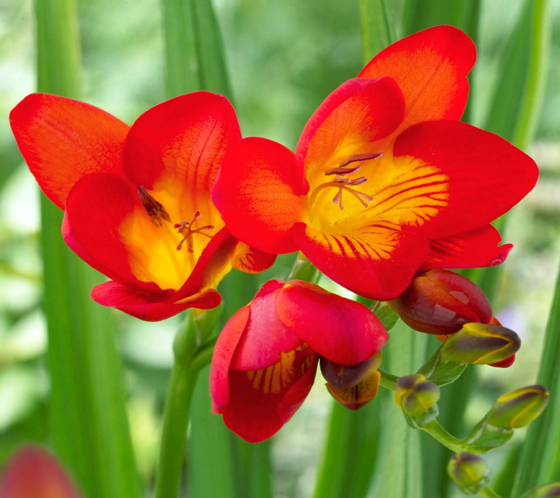 Freesia Single Red Freesia Single Red