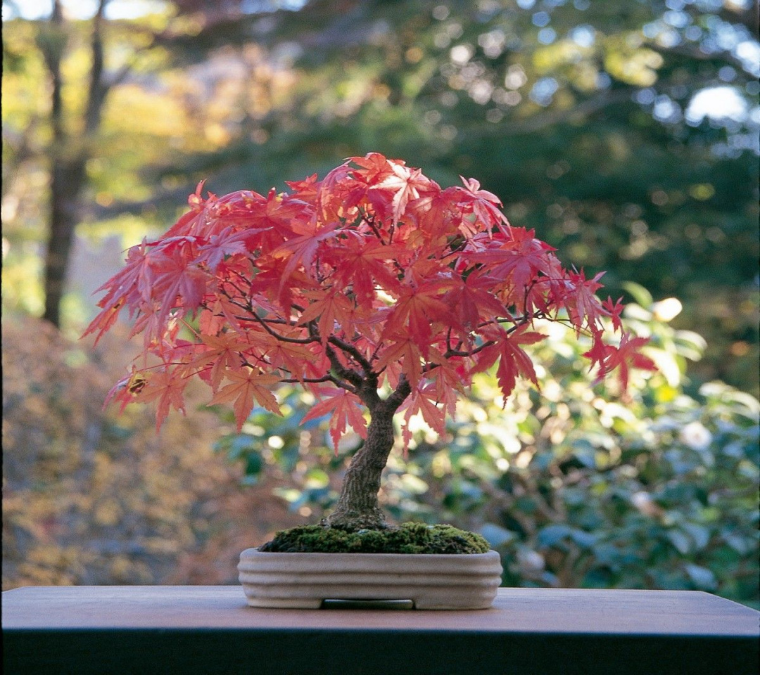 How to care of your maple bonsai and not die trying Mistral Bonsai How to care of your maple bonsai and not die trying Mistral Bonsai