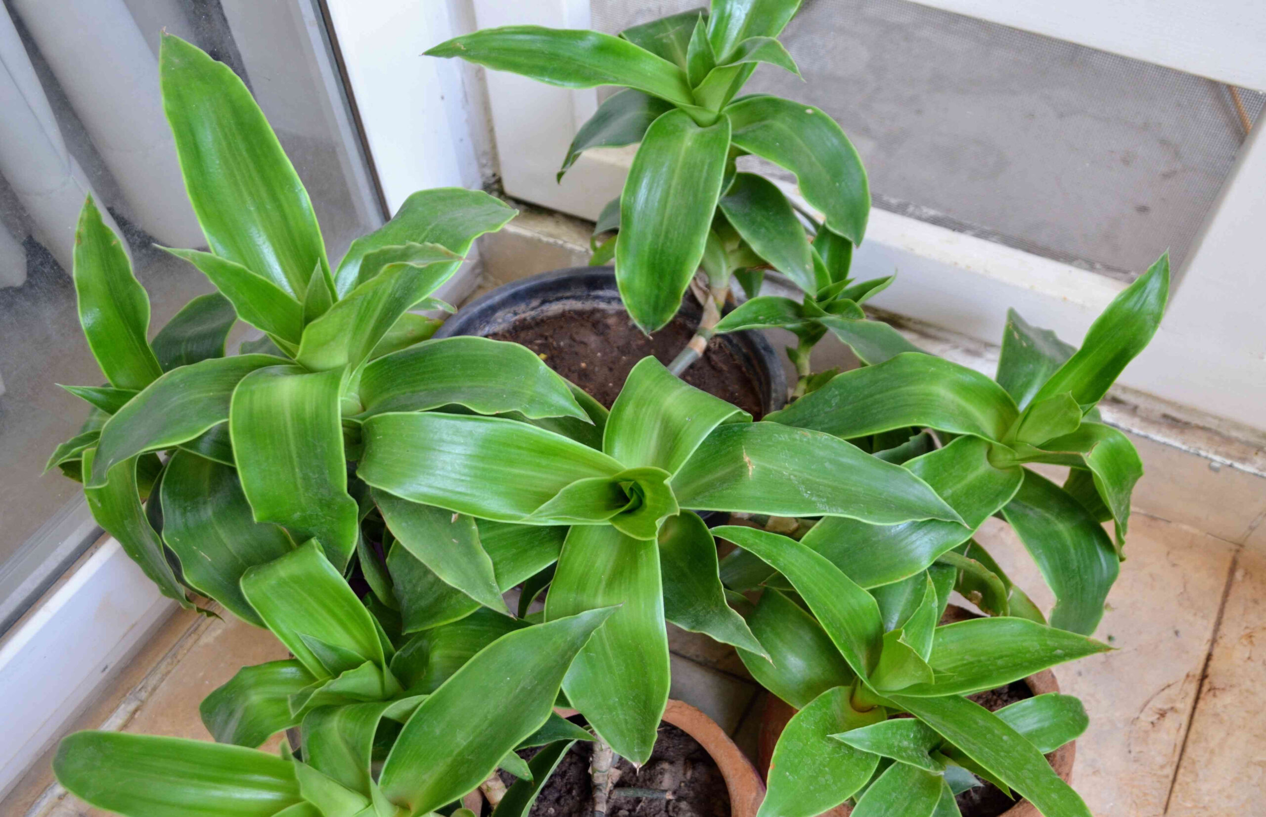 How to Grow and Care for Basket Plant (Callisia Fragrans) How to Grow and Care for Basket Plant (Callisia Fragrans)