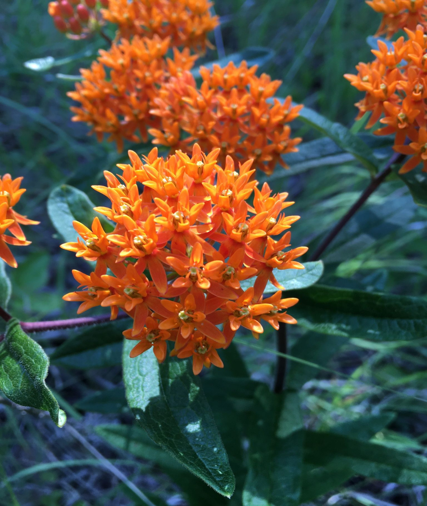 What is Butterfly Milkweed (Asclepias tuberosa)? My Home Park What is Butterfly Milkweed (Asclepias tuberosa)? My Home Park