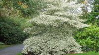 Cornus controversa (Giant Dogwood) North Carolina Extension