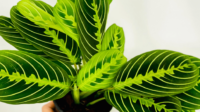 Essential Tips For Growing And Caring For Lemon Lime Maranta – The
