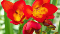 Freesia Single Red