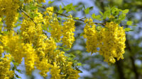 How to Grow Laburnum Tree BBC Gardeners World Magazine