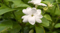 How to Plant and Grow Jasmine for Incredibly Fragrant Flowers
