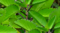 Leaf of Life Plant for Sale - SowExotic